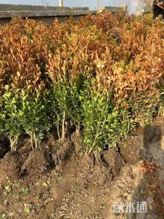 高度34厘米40高瓜子黄杨
