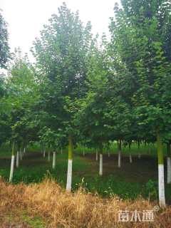 14公分欧洲小叶椴