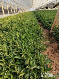 高度25厘米玛格丽特花