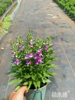 高度30厘米香彩雀