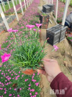 高度15厘米欧石竹