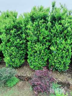 高度200厘米金森女贞柱