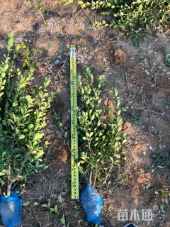 高度80厘米大叶黄杨