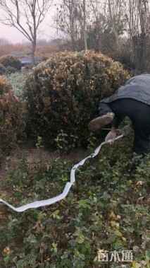 冠幅180厘米瓜子黄杨球