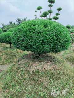 高度150厘米瓜子黄杨