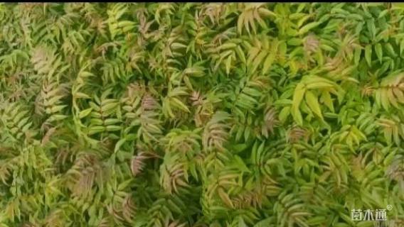 高度70厘米香椿小苗
