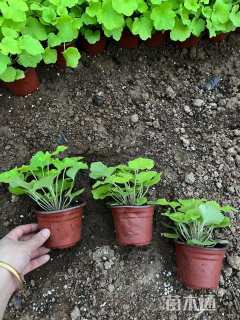 高度20厘米矾根