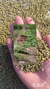 高度150厘米乌桕小苗