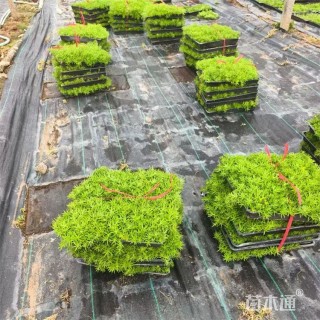 高度11厘米金叶佛甲草