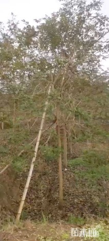 10公分黄花风铃木