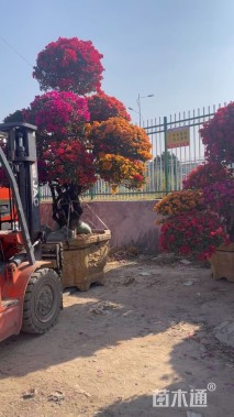 高度220厘米三角梅