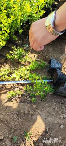 高度35厘米金叶女贞