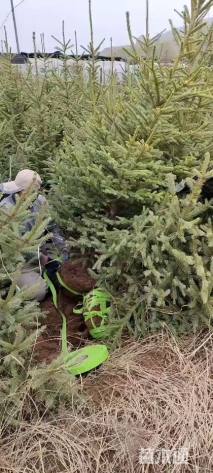 高度350厘米云杉