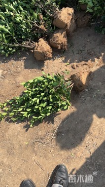 冠幅15厘米大叶黄杨球