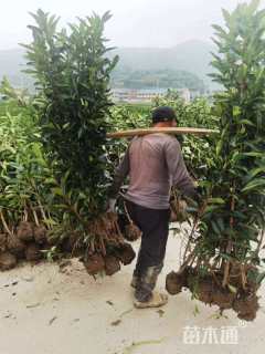 高度148厘米法国冬青