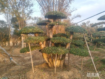 50公分造型刺冬青