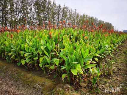 高度40厘米黄花美人蕉