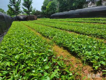 0.1公分川滇桤木