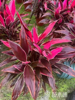 高度80厘米亮叶朱蕉