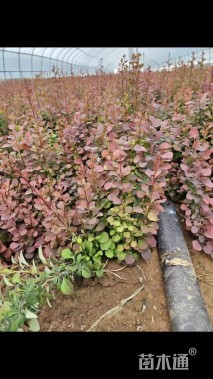 高度40厘米红叶小檗