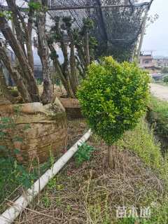 高度100厘米雀舌黄杨