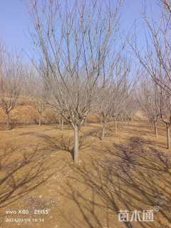 10公分日本晚樱