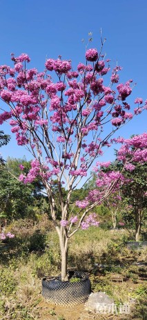 18公分紫花风铃木