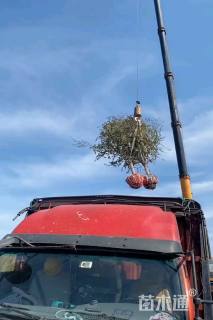 高度300厘米突尼斯软籽石榴