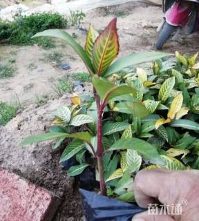 高度120厘米金脉爵床