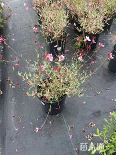 高度30厘米千鸟花