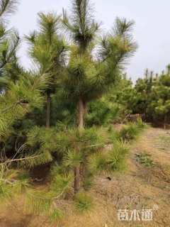 高度150厘米黑松