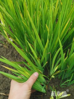 高度20厘米黄花鸢尾