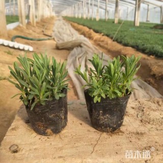 高度15厘米薰衣草