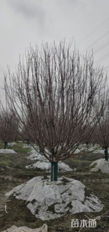 18公分绚丽海棠