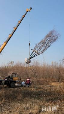 高度600厘米丛生五角枫