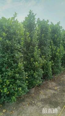 高度180厘米火山榕