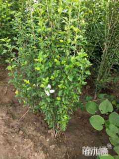 高度80厘米丛生木槿