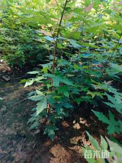 0.6公分五角枫小苗