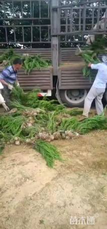 高度50厘米龙柏