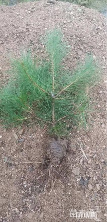 高度120厘米油松