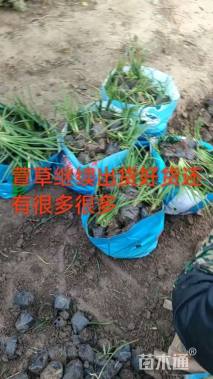 高度30厘米大花萱草