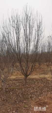 15公分绚丽海棠