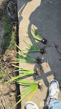 高度20厘米鸢尾