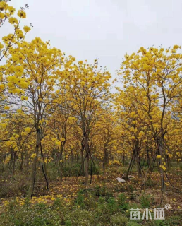 14公分黄花风铃木