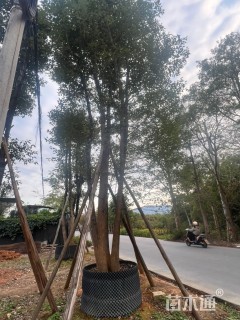 20公分(3杆)丛生香樟