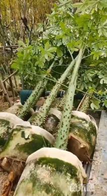 30公分美丽异木棉