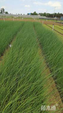 高度50厘米水葱