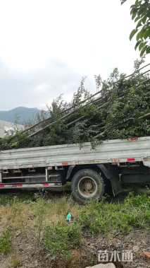 13公分小叶榄仁