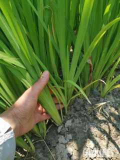 高度20厘米黄菖蒲