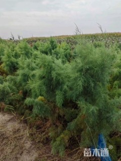 高度80厘米柽柳